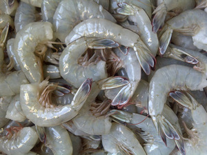 Camarones Vannamei Congelados IQF Sin Cabeza ni Piel, Empaquetado en Caja, Tamaño 51/70, Frescos, Enteros, Color Natural, Certificación HACCP, 10 kg/Caja - Product Image 4