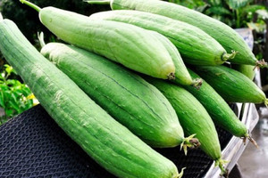 ÉPONGES LUFFA FABRIQUÉES AU VIETNAM - Product Image 2