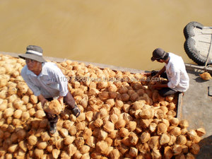 Đông Lạnh Cắt Nhỏ Dừa/Tươi Trưởng Thành Dừa/Bán Husked Trưởng Thành Dừa Trong 2020 - Product Image 6