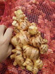 ขิงสดสีเหลืองเผ็ดเวียดนาม ANGLE VIET DELTA ได้รับการรับรองมาตรฐาน HACCP อายุการเก็บรักษา 6 เดือน - Product Image 5