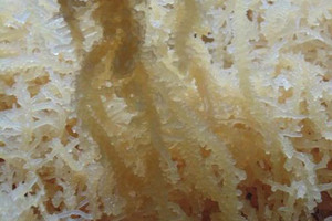 Fruits de mer naturels eucheuma cottonii du Vietnam - Product Image 6
