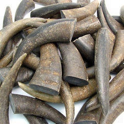 Cuerno de Búfalo Crudo Hecho en India - Product Image 3