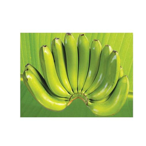 ปริมาณกล้วยคาเวนดิชสดจำนวนมากจากเวียดนาม/วันหยุด84 845 639 639 - Product Image 6