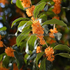 น้ำมันหอมระเหย Osmanthus Absolute Oi,น้ำมันหอมระเหยของแท้ตามธรรมชาติ - Product Image 4