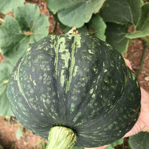 Calabaza seca fresca Vietnam Sra. Holiday - Product Image 2