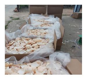 CONCHA DE CANGREJO SECO AL POR MAYOR/BUEN PRECIO/VIETNAM/ - Product Image 4