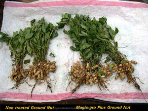 เมจิก-โกร ให้การเจริญเติบโตที่มหัศจรรย์แก่พืชทุกชนิด สายการผลิตปุ๋ยอินทรีย์ - Product Image 5