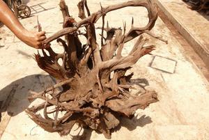 รากไม้ธรรมชาติสำหรับตู้ปลาพิพิธภัณฑ์สัตว์น้ำพิพิธภัณฑ์สัตว์น้ำ Terrarium - Product Image 4