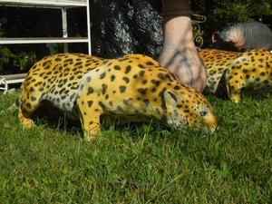 Garden Decoration Fiberglass Sculpture <strong>Resin</strong> Fierce <strong>Panther</strong> <strong>Statue</strong> - Product Image 4