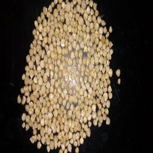 White Maize / Corn Animal Feed - Product Image 2
