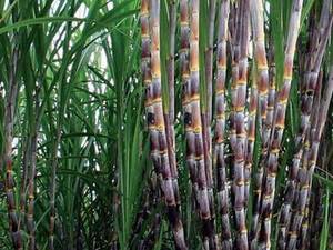 Caña de azúcar congelada de Vietnam exportación calidad precio barato 2024 - Product Image 4