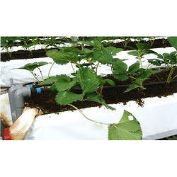 Bolsa de cultivo de COCOPEAT para casa verde, bolsas de cultivo de COIR, gran oferta - Product Image 5