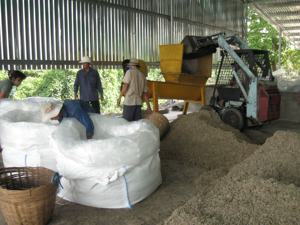 HOT HOT !!! Ensilage de maïs du VIETNAM avec la meilleure qualité et le meilleur prix d'exportation en 2022 - Product Image 5
