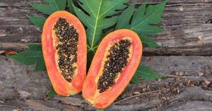 PAPAYA — noix de couleur jaune, exportation du Vietnam, de haute qualité, 2018 - Product Image 6