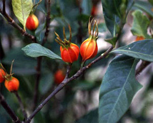 ผงผลไม้คาป์ยามส์ ผงดอกพุดเวียดนาม ผงคาป์ยามส์แห้ง - Product Image 6