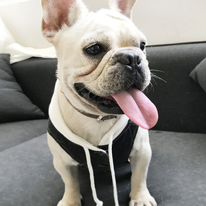 GMTPET Pet pabrik OEM grosir Denim trendi pakaian Jin anjing jaket Aksesori hewan peliharaan kosong Hoodie anjing hitam biru pakaian hewan peliharaan