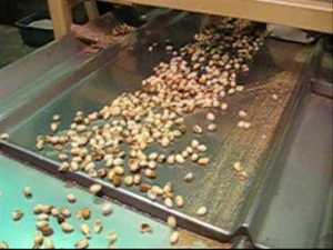 Nueces de pistacho de grado A de alta proteína en cáscara No OGM Procesado en seco Estilo crudo Grado alimenticio Secado - Product Image 4