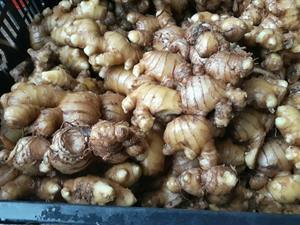 supply <b>ginger</b> /<b>fresh</b> <b>ginger</b> wirh best price from vietnam - Product Image 2
