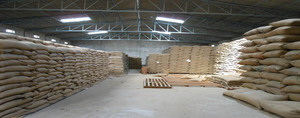 <b>Soybeans</b> Bulk Dried High Quality Common for Sale at Very Good Prices - Product Image 4