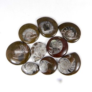 ขายร้อนธรรมชาติ Ammonite 50 Gms หลวมพลอยที่มีคุณภาพดีสำหรับการทำเครื่องประดับ - Product Image 2