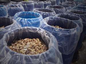 Volvariella Volvacea de Alta Calidad / Champiñones de Paja Enlatados de Vietnam/ Tracy - Product Image 3