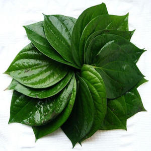Aceite Esencial 100% Puro y Natural de Árbol de Té y Hoja de Betel, Certificado GMP, Destilado al Vapor de la India para la Elaboración de Velas Aromáticas - Product Image 5