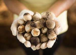 Champignons en bâtonnets surgelés de haute qualité du Vietnam IQF 2023 - Product Image 5