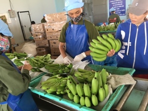 BANANA fresca verde de alta calidad - Product Image 2