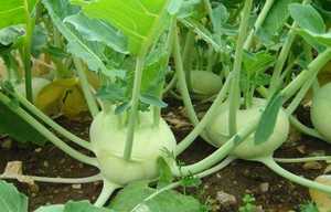 KOHLRABI SECO DE LA MEJOR CALIDAD/NABO ALEMÁN/REPOLLO TRURNIP - Product Image 6
