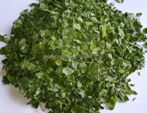 ใบมะรุมเวียดนามสด สีเขียวเข้ม คุณภาพสูง ราคาแข่งขัน เกรด 100% สำหรับใช้ในอาหาร ปลูกเทียมได้ - Product Image 5