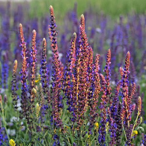 Aceite esencial de salvia natural pura 100%-Suministro al por mayor y a granel de exportadores indios, orgánico para usos multiusos - Product Image 5