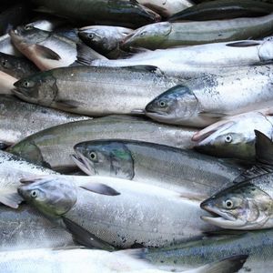 Herbicide naturel, pour les poissons du thon, prévention de la santé - Product Image 4