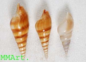 Artesanía de Arte de producto de concha de mar natural usada especial con variedad en decoración de piezas de exhibición Madre de perla multiveridad - Product Image 6