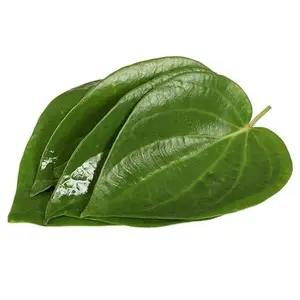 Paan-sirih (Whatsapp: + 84 845 639 639) Di 2020