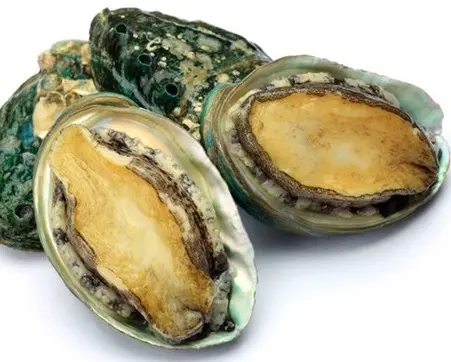 VIET NAM deniz ürünleri ABALONE kabukları-taze ABALONE-yüksek kalite-iyi fiyat