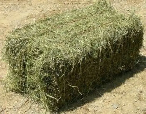 Çift preslenmiş alfalfa Hay Bales / GRADE A alfalfa Hay