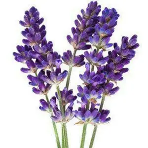 Top Wholesale Suppliers Lavender Essential Oil Prices