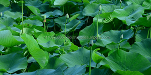 Poudre de Lotus/Lotus en 2020 - Product Image 3