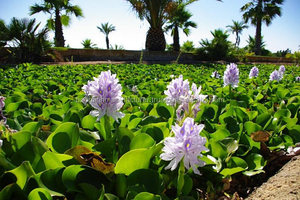 Hecho a mano de alta calidad de moda de jacinto de agua, bolso - Product Image 4