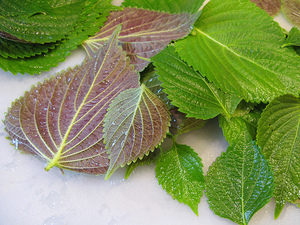 เวียดนามเขียว Shiso Perilla - Product Image 5