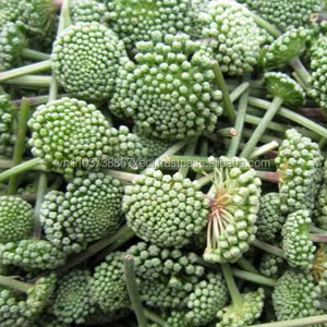 โสม Panax,โสม Panax - Product Image 3