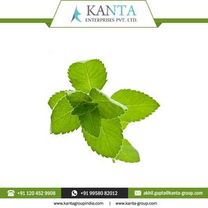 Aceite esencial de menta de maíz 100% puro y natural al por mayor disponible en cantidad a granel del fabricante indio - Product Image 4