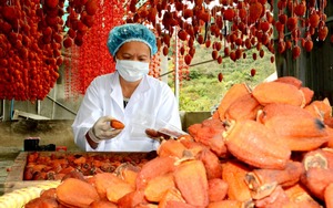 Hoshigaki séché de haute qualité / Fruits séchés / Kaki séché 2024 - Product Image 6