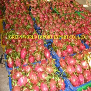 ATTRACTIVE PRICE - LARGE QUANTITY OF DRAGON FRUIT