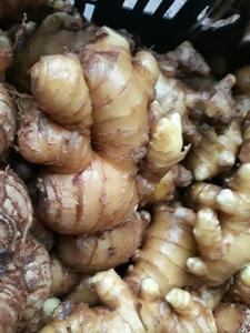 Emballage en vrac gingembre frais à prix compétitif 100% origine Vietnam - Product Image 6