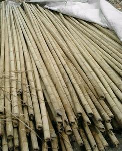 GOOD QUALITY <b>BAMBOO</b> POLES/<b>BAMBOO</b> <b>CANES</b> FROM VIET NAM - Product Image 3