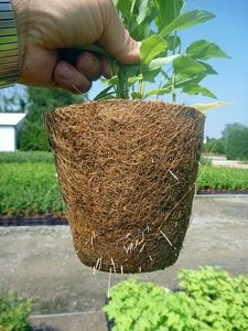 Pots en fibre de coco naturelle / Pot en coco - Product Image 6