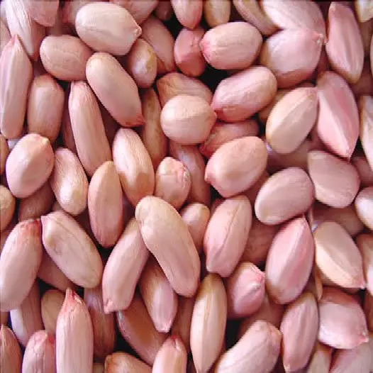 High Quality Peanuts / Groundnut