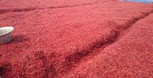 Suministro de fábrica a granel: Chile rojo en polvo, seco, AD, crudo - Product Image 5