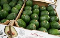 Kwalitatief hoogwaardige, goedkope, premium, verse, diepvries Hass & Fuerte avocado's uit Zuid-Afrika, ISO/GAP/PHYTO gecertificeerd, 100% natuurlijk